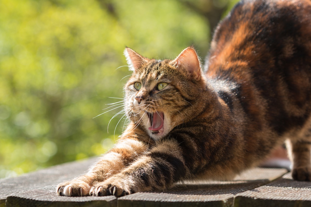 pourquoi le chat se fait-il les griffes 